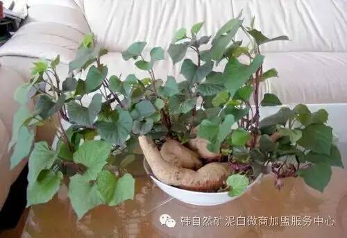 制作地瓜水植盆景的5个过程！