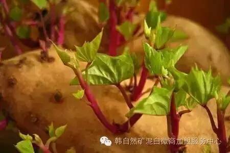 怎么制作地瓜水植盆景发芽的5个方法 图片