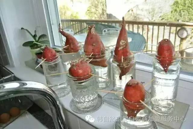 怎么制作地瓜水植盆景发芽的5个方法 图片
