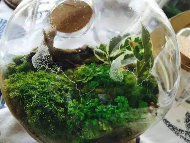 植树节怎么过？来&ldquo;植&rdquo;一盆微观盆景吧！