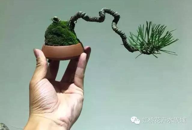 夏季已到 大家快来学学怎样种植和挑选微型盆景吧