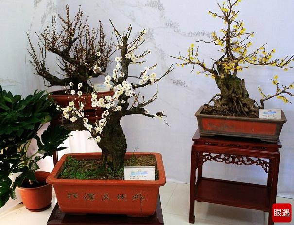 梅花节开展古桩腊梅盆景好扯眼