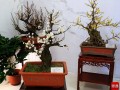 梅花节开展古桩腊梅盆景好扯眼