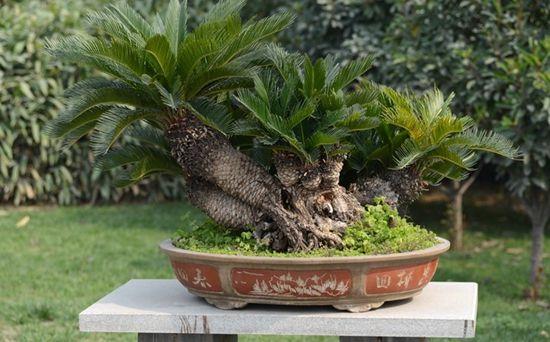 铁树盆景成&ldquo;拦路虎&rdquo;