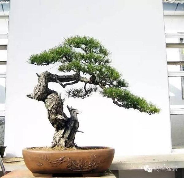 盆景投资到底靠不靠谱？