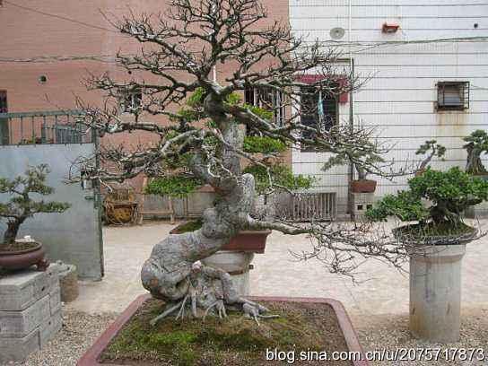 蕉城薛华兴:盆景达人的“枝叶”人生