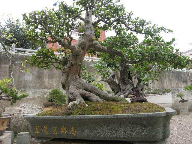 省钱十余倍植物达人20元做盆景