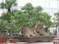 花木与盆景业发展驶入快车道 一年交易额达15亿元