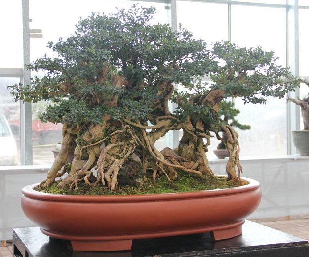 中国盆景艺术交易园 年底面世