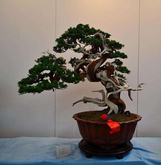 胡建军会办沭阳花木交易暨盆景展相关工作