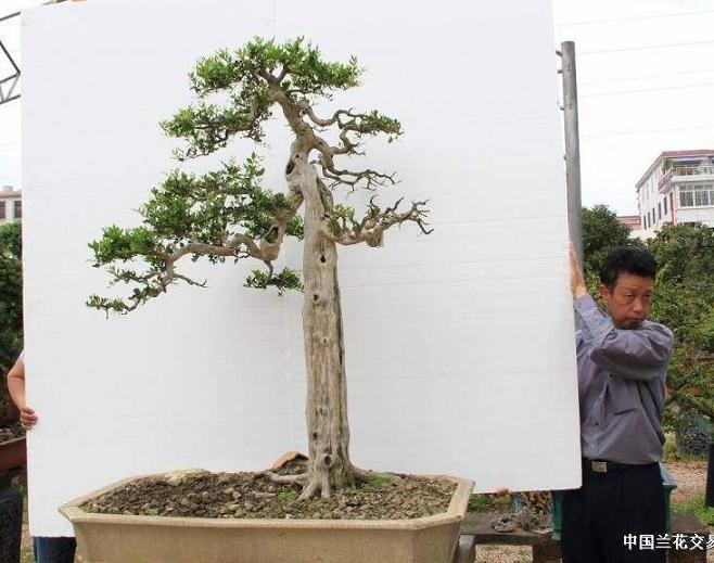 沭阳首届花木盆景资材交易大会 小花木的大市场