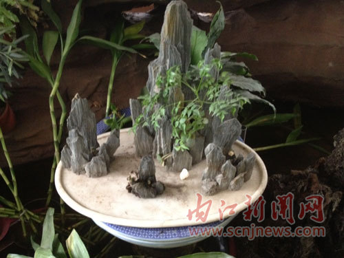 盆景价格逐渐攀升