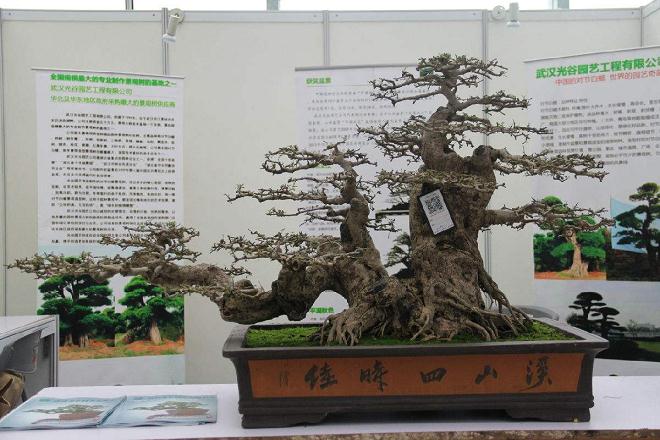 10月1日起 金城盆景园与植物园免费开放