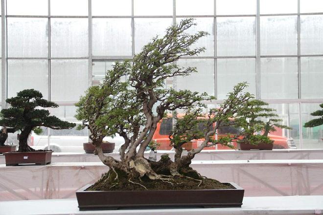 金城盆景园和植物园免费开放