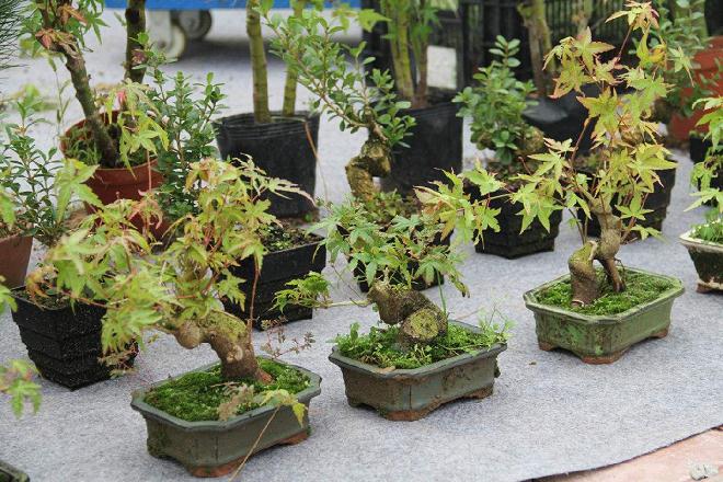 古稀夫妇捐百万元盆景 马鞍池公园可免费欣赏