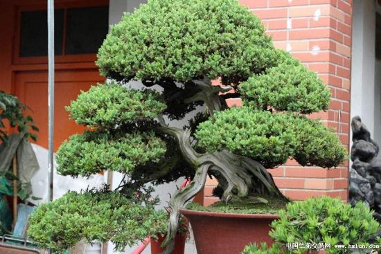 到南岸海棠体育公园　市民可免费赏盆景