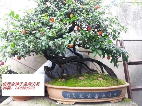 盆景牡丹展房开王城公园免费看