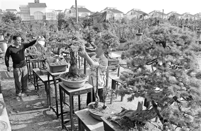 我市最大盆景园免费开放(图)