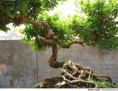 释雅山公园免费赏盆景