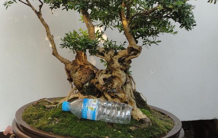 免费欣赏百花潭盆景展