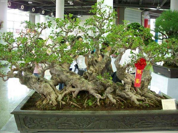 到汉水公园免费看盆景