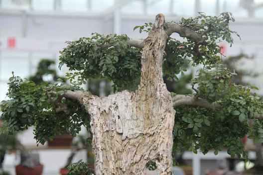 郭庄有浙派盆景展城市通请你免费去欣赏