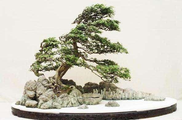 盆景大会门票免费发放