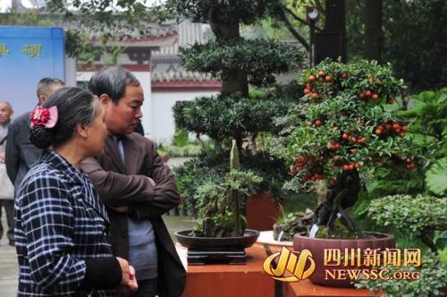 李白故里盆景艺术集体汇演 市民可免费进场饱眼福
