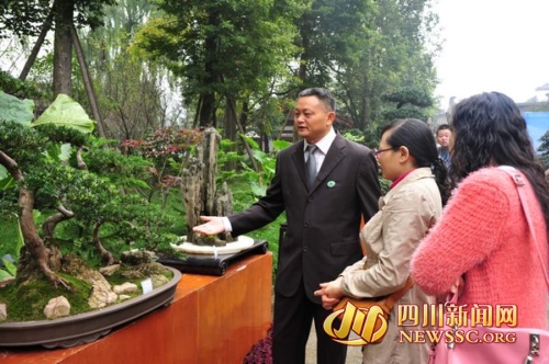 李白故里盆景艺术集体汇演 市民可免费进场饱眼福