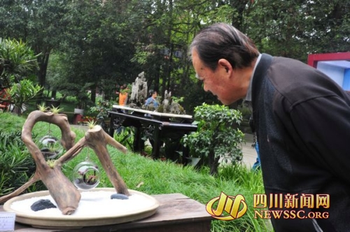 李白故里盆景艺术集体汇演 市民可免费进场饱眼福