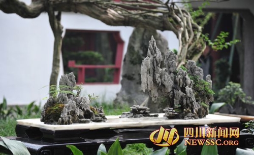 李白故里盆景艺术集体汇演 市民可免费进场饱眼福