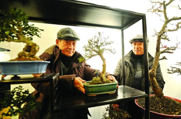 新年盆景展明起免费开放