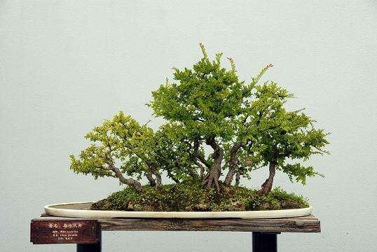 郭庄盆景展请你免费看