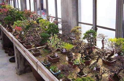 第三届精品盆景艺术文化展在江北区绿野山居免费开放