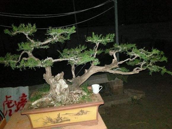 江苏召开花木行情座谈会 如皋花木盆景产业发展平稳