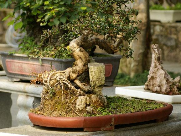 沙西把小盆景做成了大产业