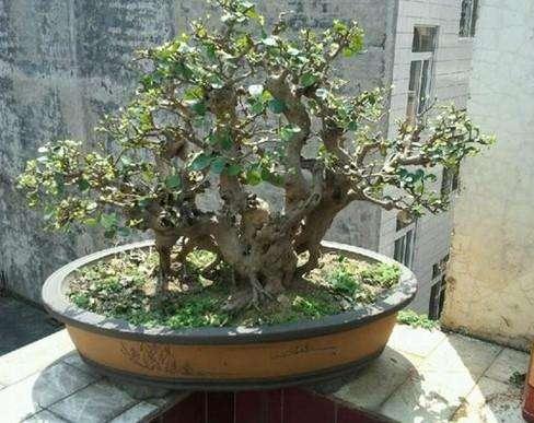 成都:小小盆景成就大产业