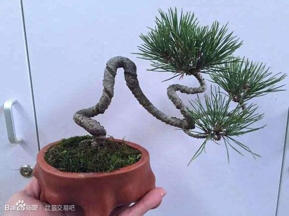 兰溪农合行对接绿色产业发展 让盆景变成&ldquo;聚宝盆&rdquo;