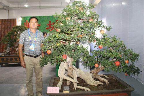 在峄城,石榴盆景产业正像火红的石榴一样欣欣向荣
