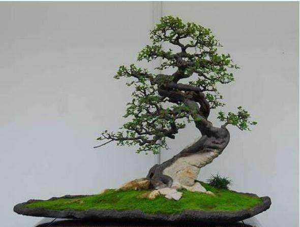 杨凌日本产业园盆景专题展开馆