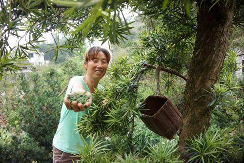 卖花渔村：农民优采罗汉果 扩大盆景产业发展