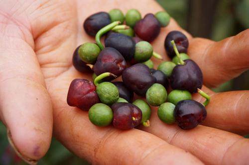 卖花渔村农民优采罗汉果 扩大盆景产业发展