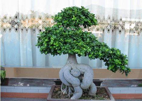 高校专家为我如皋花木盆景产业发展献策