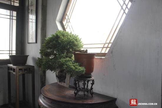 巧心巧手制盆景 如皋花木产业破百亿