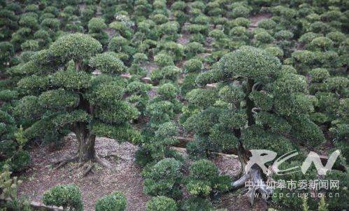 姚彬雀舌罗汉松