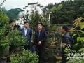 市长孔晓宏到卖花渔村调研指导盆景产业发展