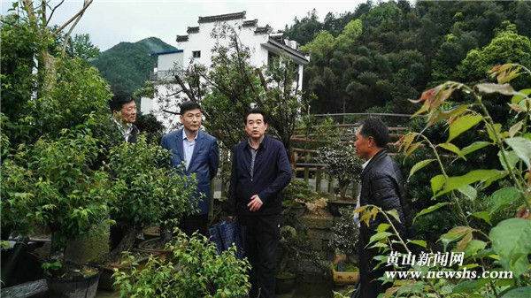 市长孔晓宏到卖花渔村调研指导盆景产业发展