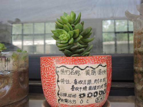 临安小学生盆景展