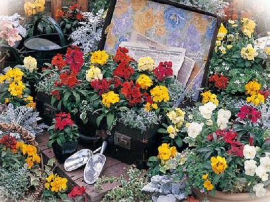 江汉区“城盆景”遭厄运 285个临街花坛无一完好