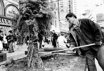 南京路上花坛变盆景